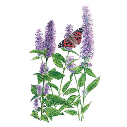 Hyssop-Anise