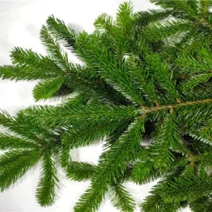 Bundle-Fir Nordmann