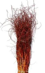 Willow-Curly Copper Red Tips 36-40"