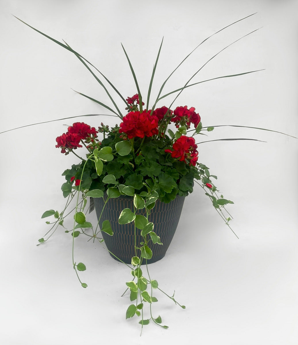 Geranium Red/Vinca Vine/Draceana Indivisa Spike 12