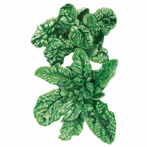 Spinach-Bloomsdale Org