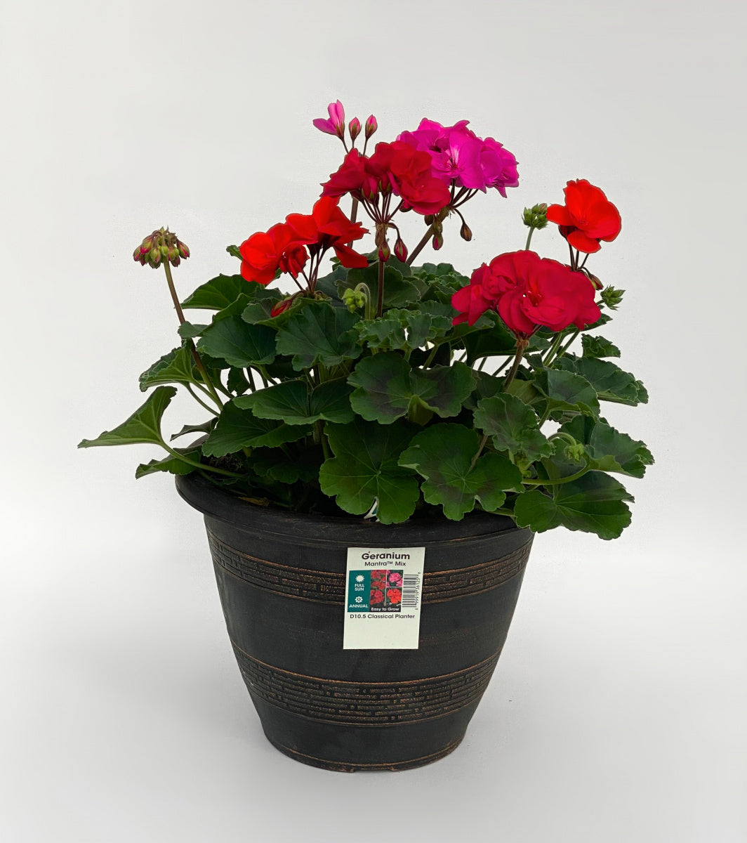 Geranium Mantra Bright Red/Magenta/Pink 10.5"D