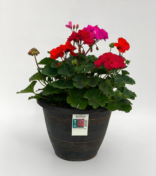 Geranium Mantra Bright Red/Magenta/Pink 10.5"D