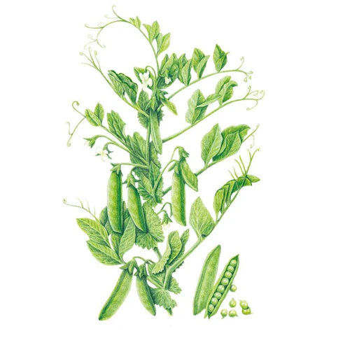 Pea-Shelling Progress #9 Org