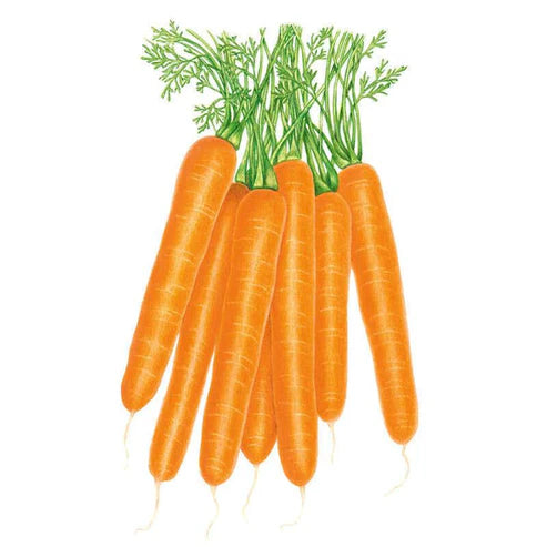 Carrot-Scarlet Nantes Org