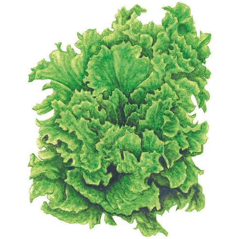 Lettuce-Leaf Black Seeded Simpson Org