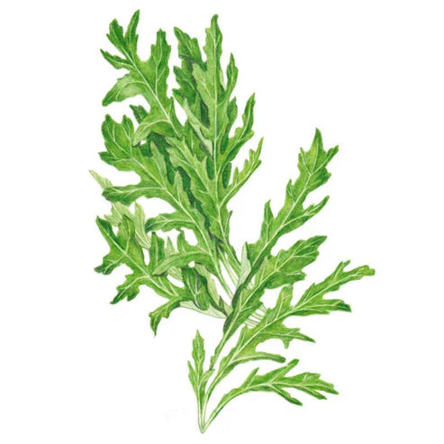 Arugula-Wild Rocket Rocky Org