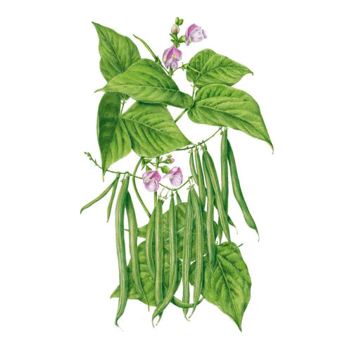 Bean-Bush Contender Org