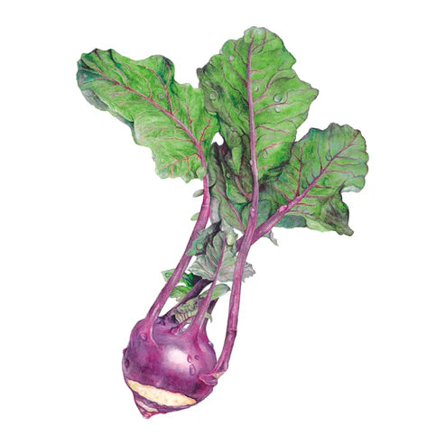 Kohlrabi-Purple Vienna Org
