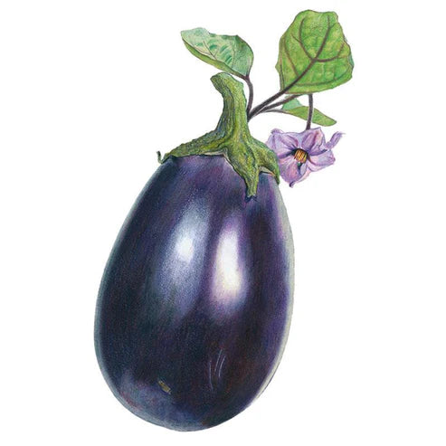 Eggplant-Black Beauty Org