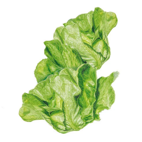 Lettuce-Butterhead Buttercrunch Org