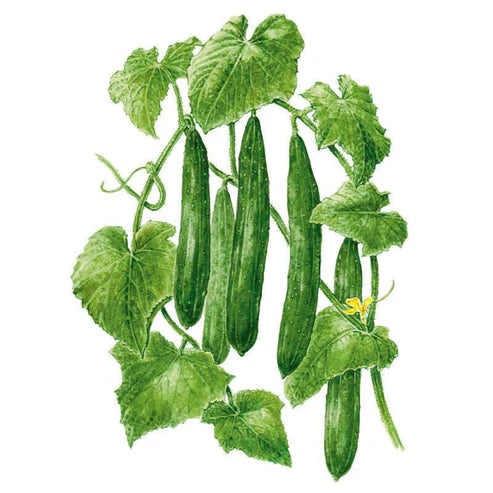 Cucumber-Tasty Green Org