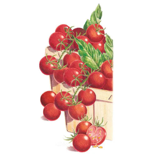 Tomato-Cherry Sweetie Org