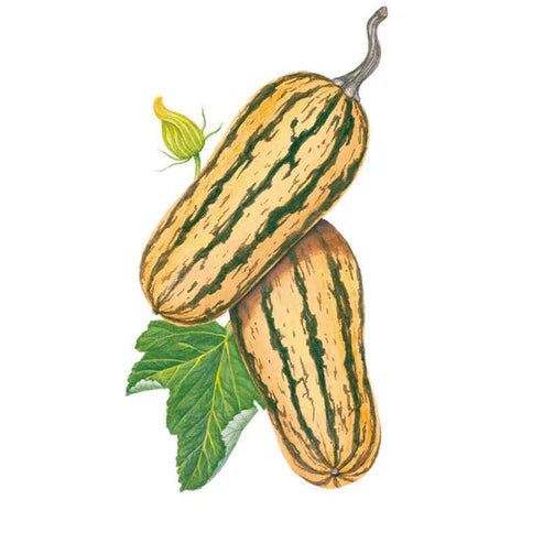 Squash-Winter Delicata Org