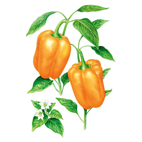 Pepper-Sweet Sun Org