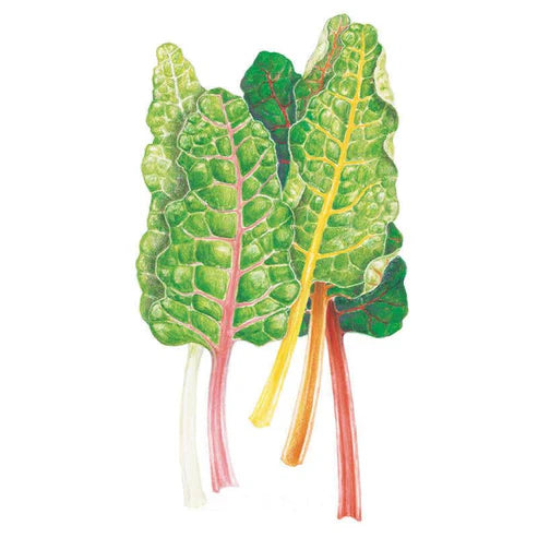 Swiss Chard-Five Color Org