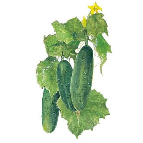 Cucumber-Marketmore Org