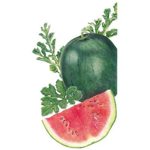 Watermelon-Sugar Baby Org