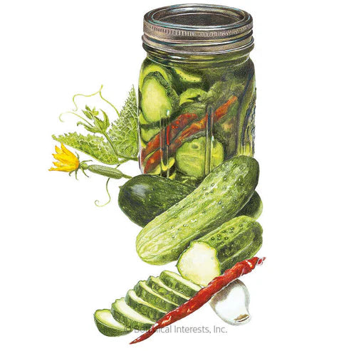 Cucumber-Homemade Pickles Org
