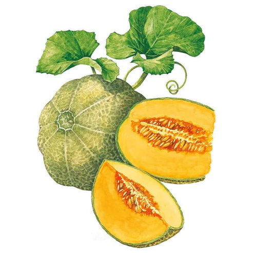 Melon-Minnesota Midget Org