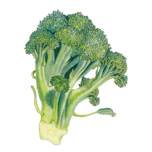 Broccoli-Belstar Hybrid Org