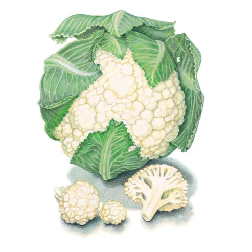 Cauliflower-Snowball Y Org