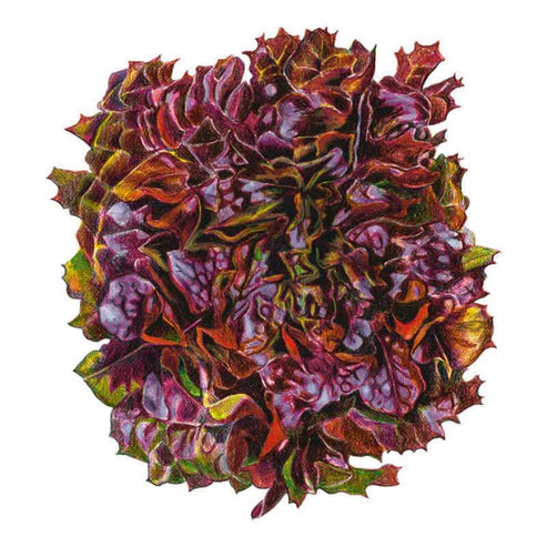 Lettuce-Eazyleaf Brentwood Org