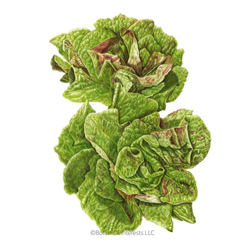 Lettuce-Butterhead Australe Org