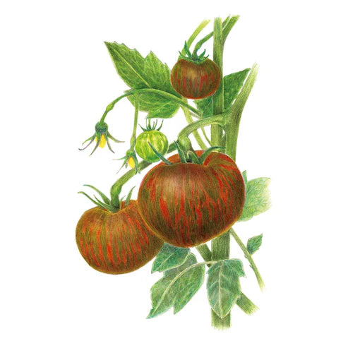 Tomato-Bush Beefy Purple Org