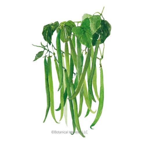 Bean-Bush Maxibel Org – Country Arbors Nursery