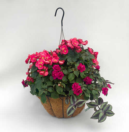 Begonia Garden Macarazz/Impatiens Purple/Tradescan