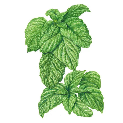 Basil-Lettuce Leaf
