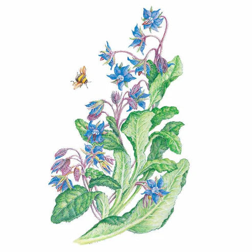 Borage Org