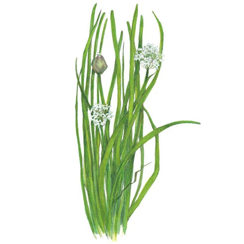 Chives-Garlic