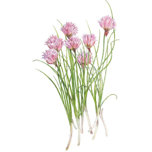 Chives-Common