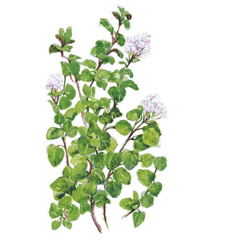 Oregano-True Greek