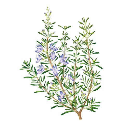 Rosemary