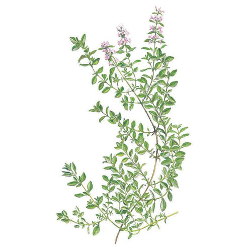 Thyme-English Org
