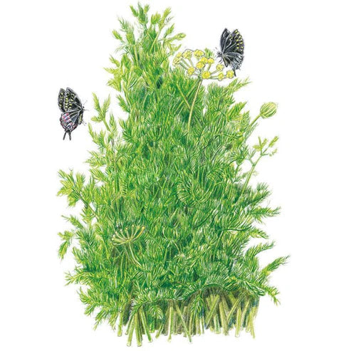 Dill-Tetra
