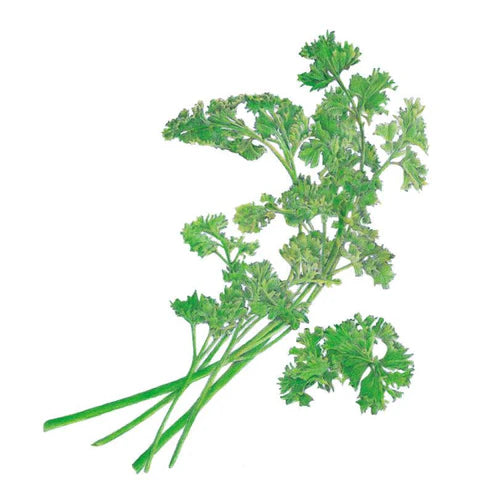 Parsley-Moss Curled Org