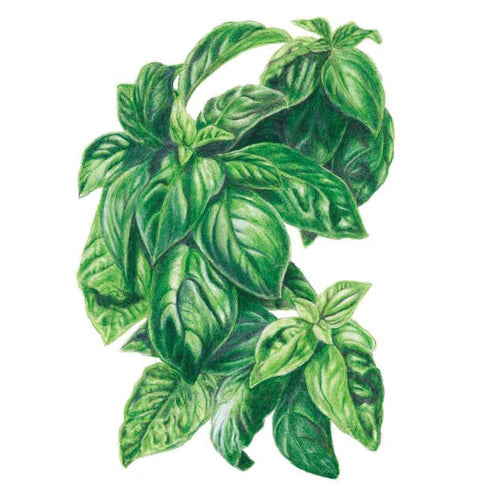 Basil-Italian Genovese Org