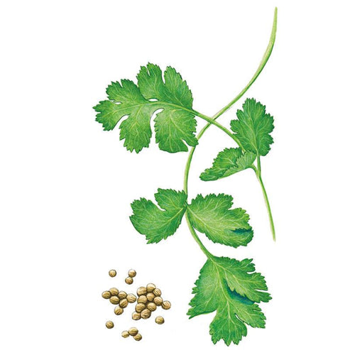 Cilantro/Coriander-Santo Org