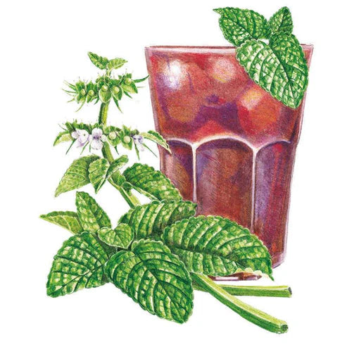 Lemon Balm Org
