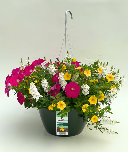 Calibrachoa Yellow/Diascia White/Petunia Pink