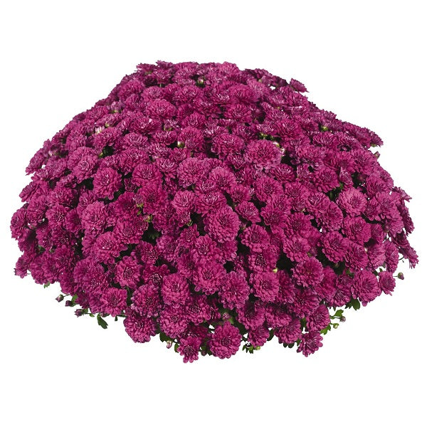 Mum Cherry Purple E