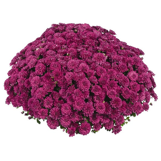 Mum Cherry Purple E