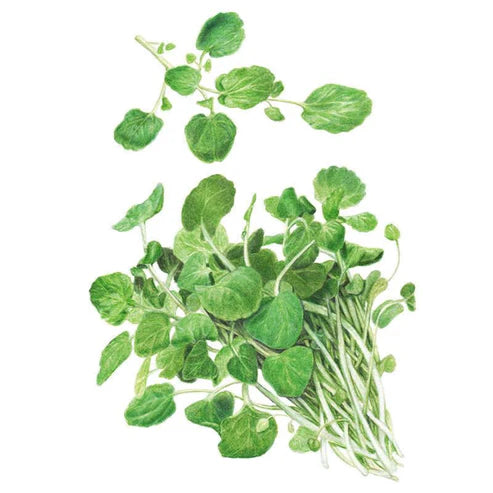 Watercress Org