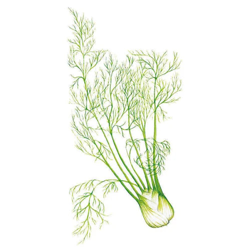 Fennel-Romanesco Org