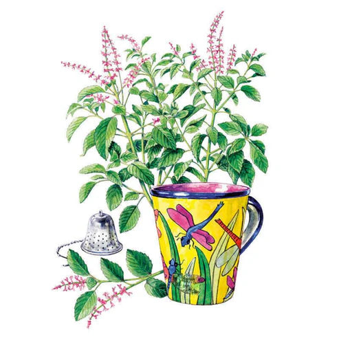 Basil-Holy/Tulsi Org