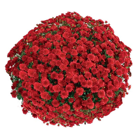 Mum Seaside Red VE